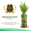 4" Live Lucky Bamboo Single Stalk with Round Red Planter - Indoor House Plant for Good Luck, Fortune, Feng Shui and Zen Gardens - Gift Favors view 4