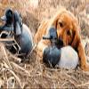 Wild Wings Shore Lunch - Golden Retriever Print by John Aldrich view 1