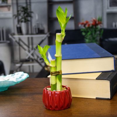 Live Lucky Bamboo 2 Stalk Arrangement in Round Red Ceramic Planter - 4 and 6 Inches Lucky Bamboo Indoor Potted House Plant for Home and Office Decor