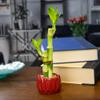 Live Lucky Bamboo 2 Stalk Arrangement in Round Red Ceramic Planter - 4 and 6 Inches Lucky Bamboo Indoor Potted House Plant for Home and Office Decor view 1