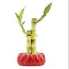 Live Lucky Bamboo 2 Stalk Arrangement in Round Red Ceramic Planter - 4 and 6 Inches Lucky Bamboo Indoor Potted House Plant for Home and Office Decor view 2
