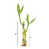 Live Lucky Bamboo 2 Stalk Arrangement in Round Red Ceramic Planter - 4 and 6 Inches Lucky Bamboo Indoor Potted House Plant for Home and Office Decor view 3