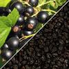 Dried Zante Currant Raisins by Its Delish, 10 Lbs Bulk Bag | Black Currants Dried Fruit for Snacking and Baking | Vegan, Kosher view 2