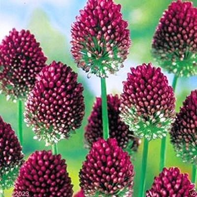 10 ALLIUM Bulbs~Purple Drumstick~ Ornamental Onion - FALL PLANTING, NOW SHIPPING
