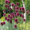 10 ALLIUM Bulbs~Purple Drumstick~ Ornamental Onion - FALL PLANTING, NOW SHIPPING view 2