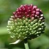 10 ALLIUM Bulbs~Purple Drumstick~ Ornamental Onion - FALL PLANTING, NOW SHIPPING view 3