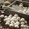 10 ALLIUM Bulbs~Purple Drumstick~ Ornamental Onion - FALL PLANTING, NOW SHIPPING view 4