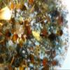 1 Iron Oxide Light Blue Glow Large Charging Plate Crystal Orgone Generator Energy Accumulator 528Hz/7.83Hz/Advance Harmonics (7 3/4"W-196mm 1"H-25mm, Silver Bronze Light Blue Blue Glow Center) view 2