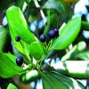 Allspice (1 lb), The Spice with The Aroma That Smells Like a Combination of Spices view 3