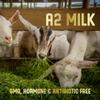 New Zealand Full Cream Goat Milk Powder (Natural) - 14oz view 4