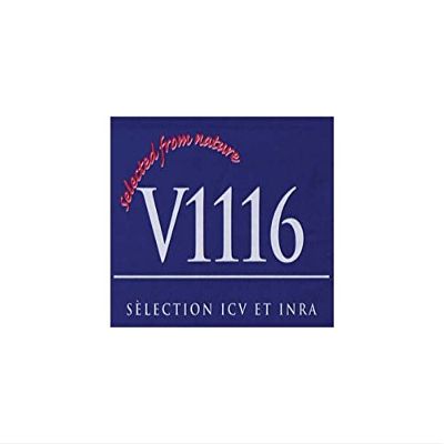 Dry Wine Yeast - K1-V1116 (500 g)