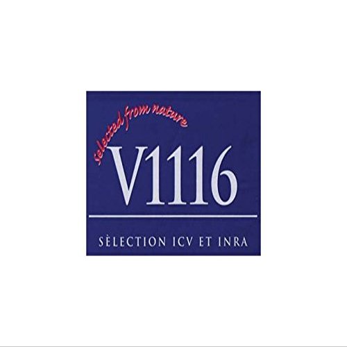 Dry Wine Yeast - K1-V1116 (500 g)