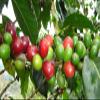 100% Colombia Regular Supremo Coffee 1 Lb. Ground for Auto Drip view 4