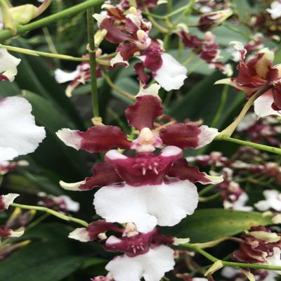 Oncidium Heaven Scent 'Redolence'
