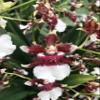Oncidium Heaven Scent 'Redolence' view 1