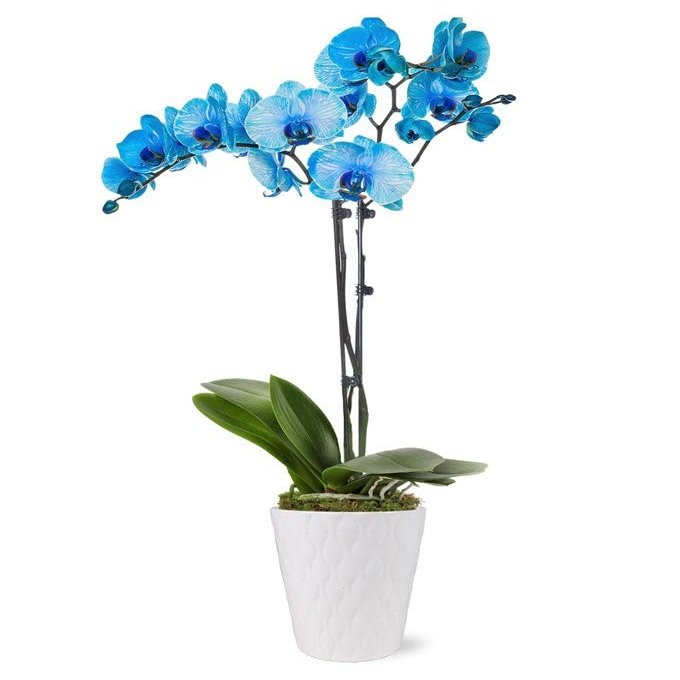 From You Flowers - Blue Sapphire Orchid for Birthday, Anniversary, Get Well or Celebration