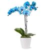 From You Flowers - Blue Sapphire Orchid for Birthday, Anniversary, Get Well or Celebration view 1