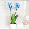 From You Flowers - Blue Sapphire Orchid for Birthday, Anniversary, Get Well or Celebration view 2