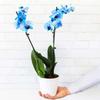 From You Flowers - Blue Sapphire Orchid for Birthday, Anniversary, Get Well or Celebration view 3