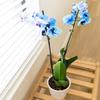 From You Flowers - Blue Sapphire Orchid for Birthday, Anniversary, Get Well or Celebration view 4