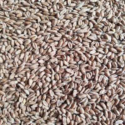 Haus Malts Malted Spelt 10lb Bag