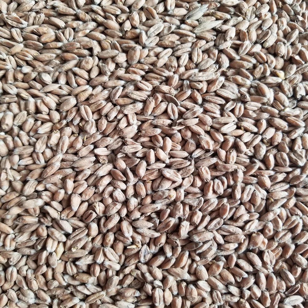 Haus Malts Malted Spelt 10lb Bag