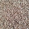 Haus Malts Malted Spelt 10lb Bag view 1