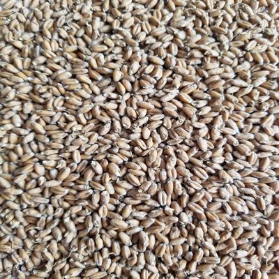Haus Malts Malted Soft Red Wheat 10lb Bag