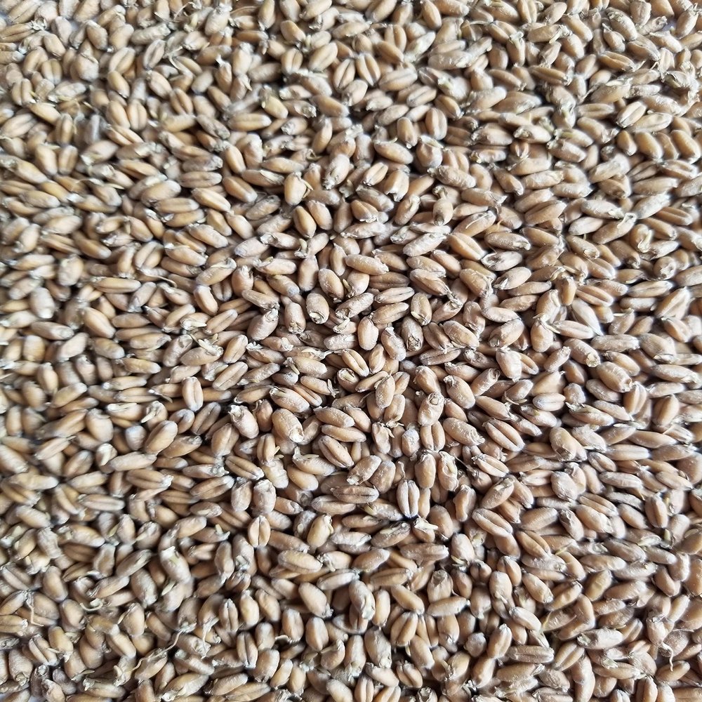 Haus Malts Malted Soft Red Wheat 10lb Bag
