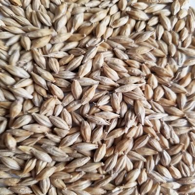 Haus Malts Pale Malt 10lb Bag