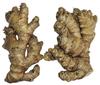 Live 10 Rhizomes of Edible Ginger Roots Zingiber Zingiber Officinale for Growing view 1