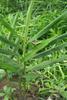 Live 10 Rhizomes of Edible Ginger Roots Zingiber Zingiber Officinale for Growing view 2