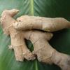Live 10 Rhizomes of Edible Ginger Roots Zingiber Zingiber Officinale for Growing view 3