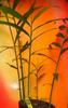 Live 10 Rhizomes of Edible Ginger Roots Zingiber Zingiber Officinale for Growing view 4