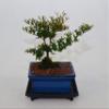 Black Olive, Flowers, Berries, Nature Style, 7 Years Old view 1