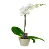 KaBloom - White Phalaenopsis Orchid Plant (18-24 Inches Tall) (1 Stem) in a White Pot - Fresh Flowers for Birthday, Valentine's & Mother's Day view 1