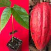 New and Healthy Red Theobroma Cacao Cocoa Chocolate Tropical Fruit Tree Potted Plant 10-13" view 1