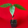 New and Healthy Red Theobroma Cacao Cocoa Chocolate Tropical Fruit Tree Potted Plant 10-13" view 2