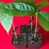 New and Healthy Red Theobroma Cacao Cocoa Chocolate Tropical Fruit Tree Potted Plant 10-13" view 3