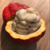 New and Healthy Red Theobroma Cacao Cocoa Chocolate Tropical Fruit Tree Potted Plant 10-13" view 4