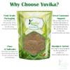 YUVIKA Tulsi Patta Powder - Ocimum Sanctum - Basil Leaves Powder (400 Grams) view 4