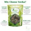 YUVIKA Karanjwa | Sagar Goti - Pongamia Pinnata - Caesalpinia Bonducella - Fever Nuts (200 Grams) view 4