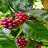 Caf Mesa de los Santos  Premium Colombian Whole Bean Coffee, Medium Roast, 16 Ounce Bag  Organic Certified, Hand Picked, Shade grown, single origin, roasted at origin view 4