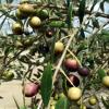 GEORGIA OLIVE FARMS Extra Virgin Olive Oil, 16.9 FZ view 4