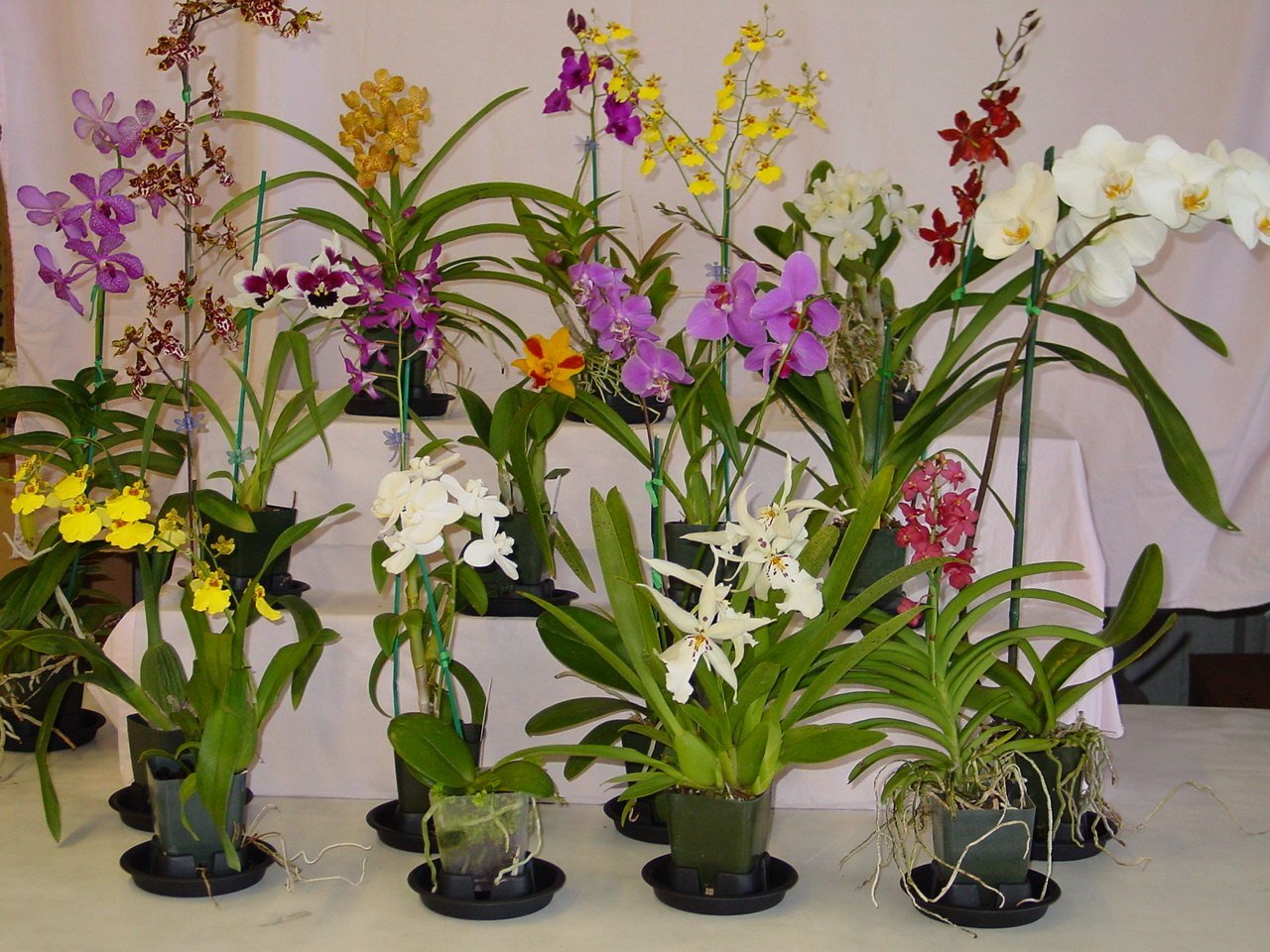 Orchid Plant - Four Oncidium/Intergeneric Plants