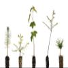 Bonsai Tree Bundle | Collection of 5 Live Tree Seedlings | The Jonsteen Company view 1