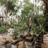 Bonsai Tree Bundle | Collection of 5 Live Tree Seedlings | The Jonsteen Company view 3
