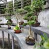 Bonsai Tree Bundle | Collection of 5 Live Tree Seedlings | The Jonsteen Company view 4