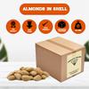 Almonds, "Fresh off the tree" In shell Jumbo California Whole Raw, Perfectly Natural, Quality, Ideal snack for Adults and Kids, packaged in a 10 lbs. (160 oz.) resealable pouch bag for freshness by Presto Sales LLC view 2