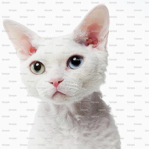 1/4 Sheet - Cat - Devon Rex Birthday - Edible Cake/Cupcake Party Topper - D6450